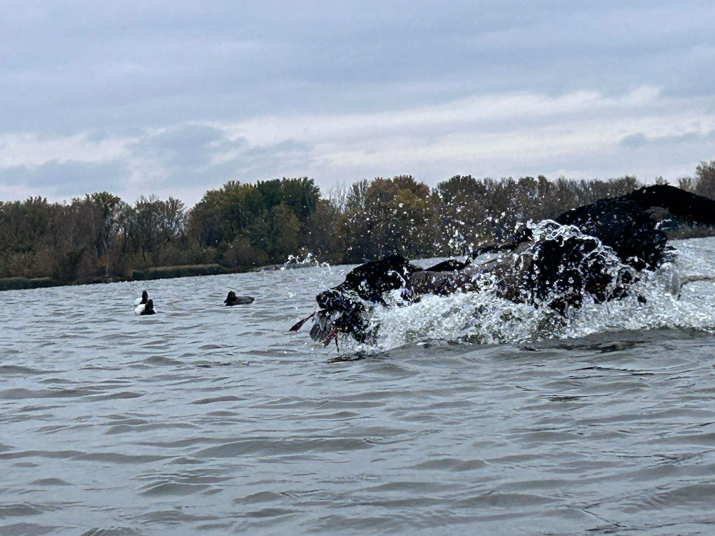 5 Hour Guided Waterfowl Hunt