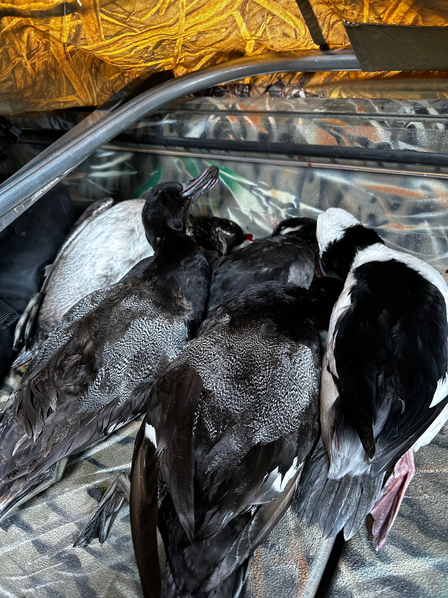 5 Hour Guided Waterfowl Hunt