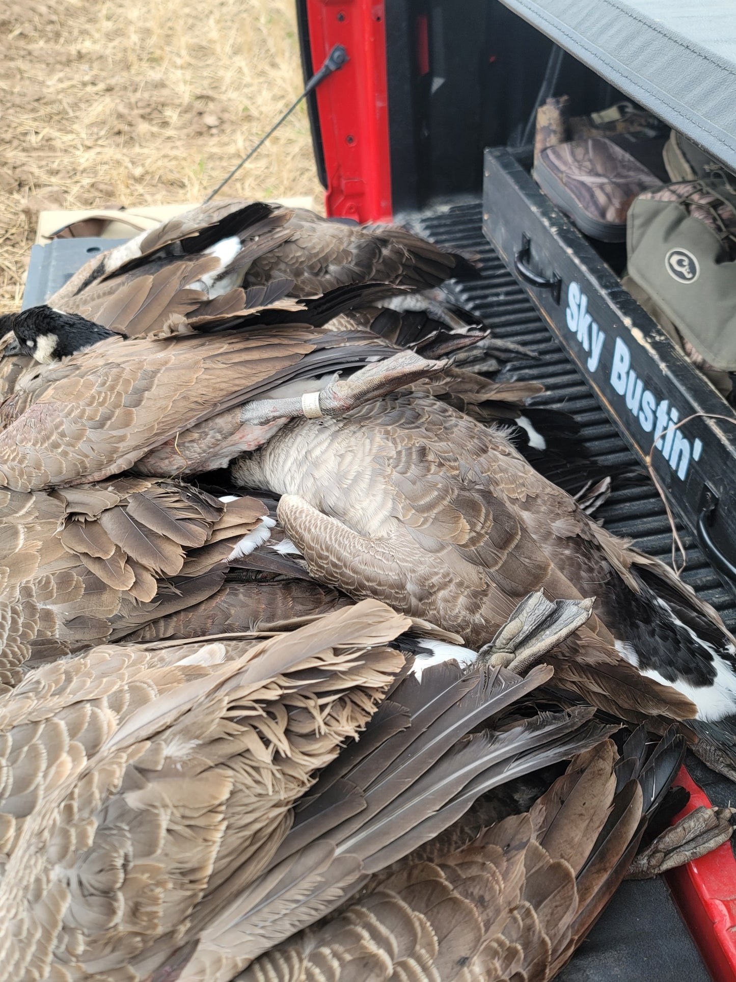 5 Hour Guided Waterfowl Hunt