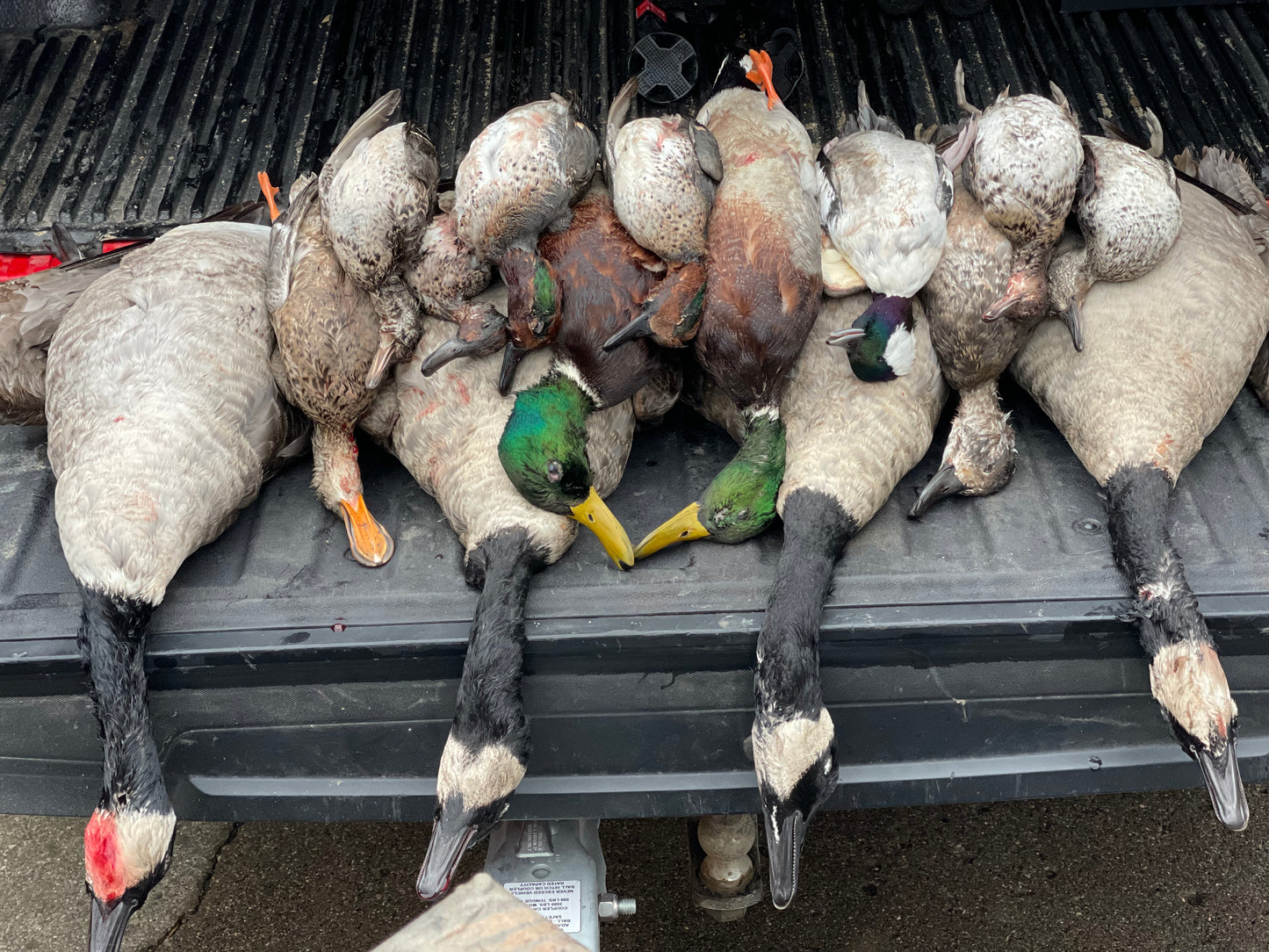 5 Hour Guided Waterfowl Hunt