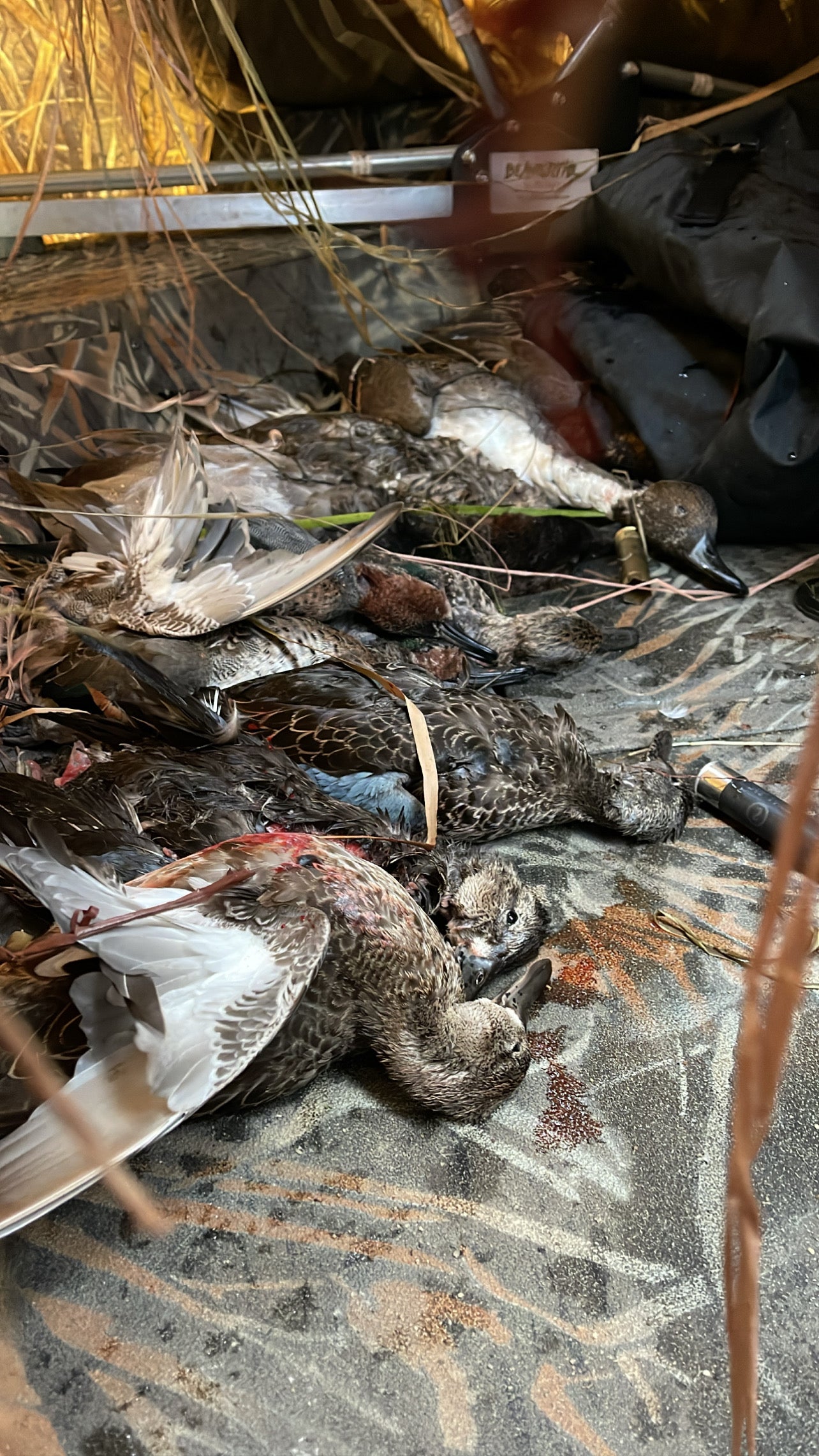 5 Hour Guided Waterfowl Hunt