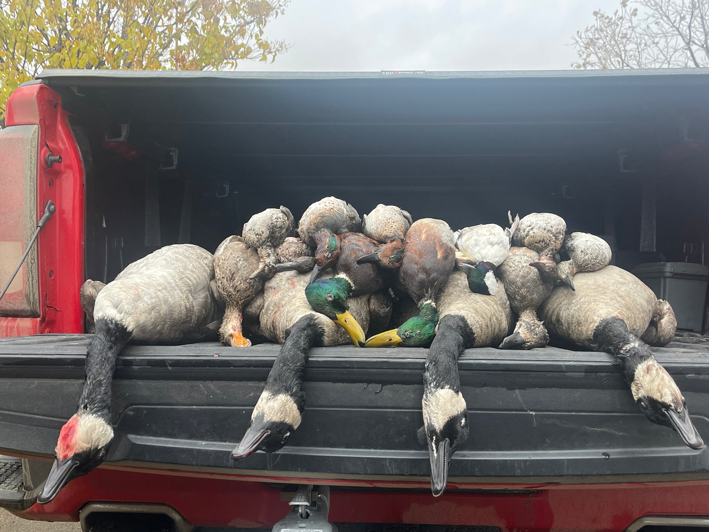 5 Hour Guided Waterfowl Hunt