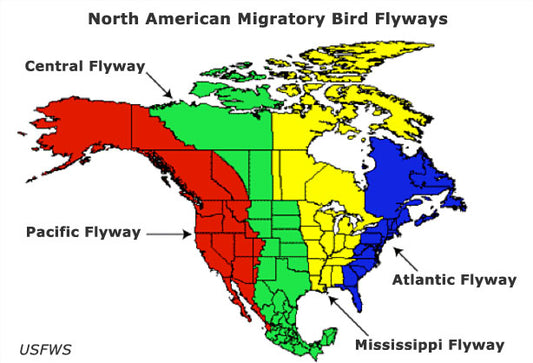 Waterfowl Migration in Wisconsin