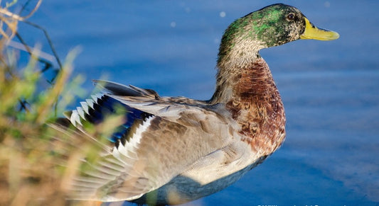 Waterfowl Color Molt Process