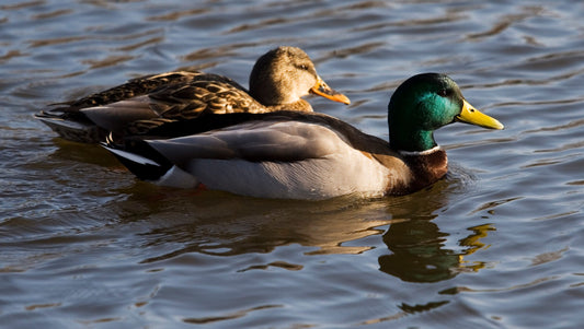 Waterfowl Reproduction